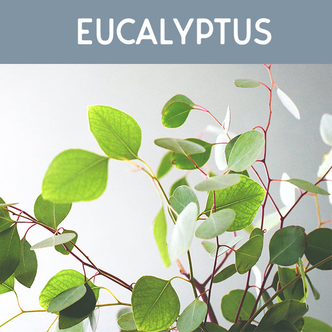 Eucalyptus Fragrance Oil