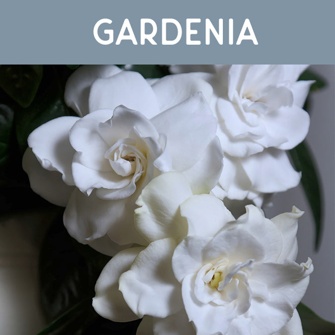 Gardenia Fragrance Oil