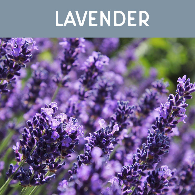 Lavender Fragrance Oil