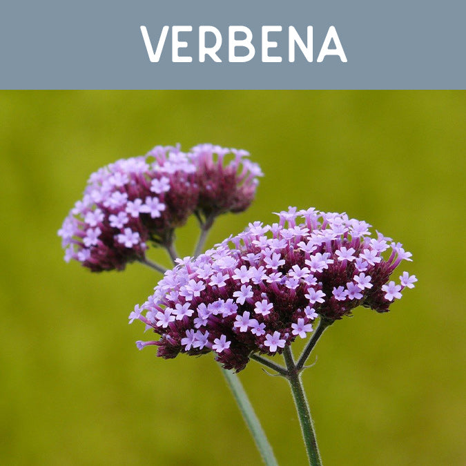 Verbena Fragrance Oil