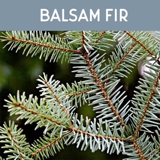 Balsam Fir Fragrance Oil