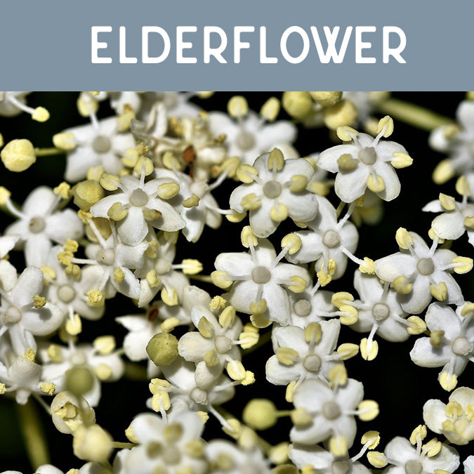 Elderflower Fragrance Oil