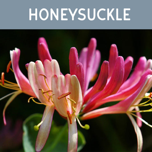 Honeysuckle Fragrance Oil