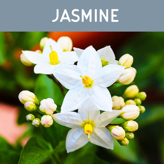 Jasmine Fragrance Oil