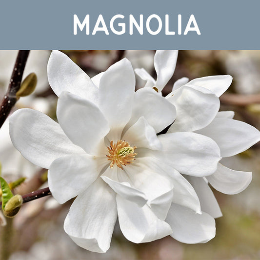 Magnolia Fragrance Oil