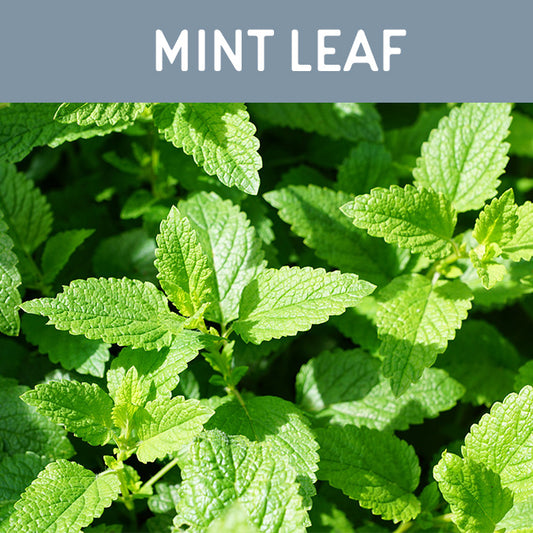 Mint Leaf Fragrance Oil