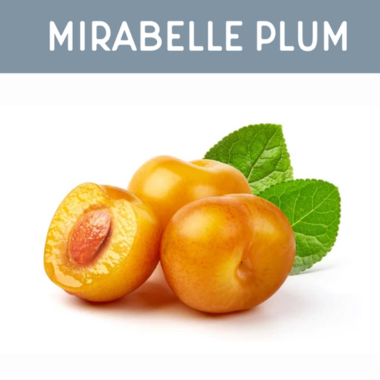 Mirabelle Plum Fragrance Oil