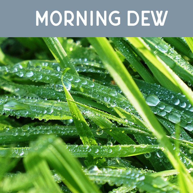 Morning Dew Fragrance Oil