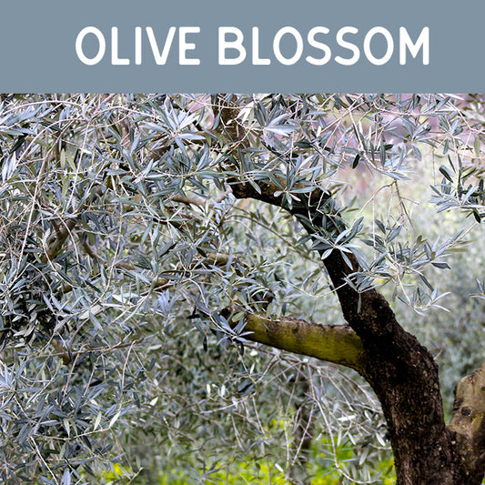 Olive Blossom Fragrance Oil