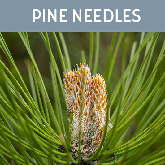 Pine Needles Fragrance Oil