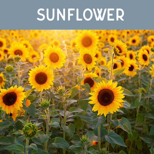 Sunflower Fragrance Oil