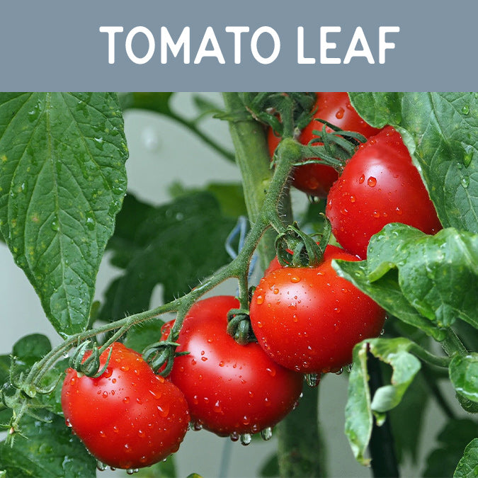 Tomato Leaf Fragrance Oil